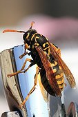 European Paper Wasp at the end of winter - Aquitaine France