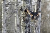 Male Black Woodpecker landing at nest - Finland