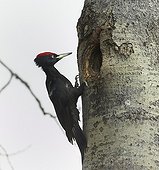 Male Black Woodpecker at nest - Finland