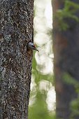 Male Grey-headed woodpecker looking out of nest hole-Finland