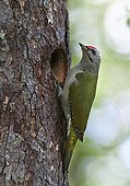 Male Grey-headed woodpecker at nest - Finland