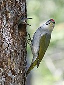 Male Grey-headed woodpecker and chick at nest - Finland
