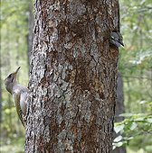 Female Grey-headed woodpecker and chicks at nest - Finland
