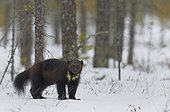 Wolverine standing on snow in woodland wetlands - Finland