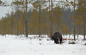 Wolverine running on snow under snowfall - Finland
