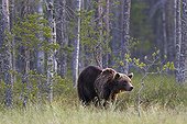 Brown Bear out of forest - Finland