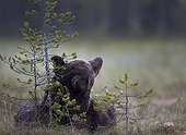Brown Bear lying in a clearing - Finland