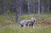 Grey Wolf out of forest in rain - Finland