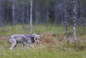 Grey Wolf walking out of forest - Finland