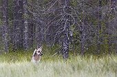 Grey Wolf in a clearing - Finland