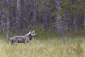 Grey Wolf walking on grassland - Finland