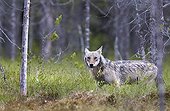 Grey Wolf out of forest - Finland