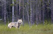 Grey Wolf out of forest - Finland