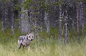 Grey Wolf in a clearing - Finland