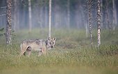 Grey Wolf in the morning mist - Finland