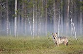 Grey Wolf in the morning mist - Finland