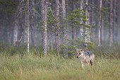 Grey Wolf in the morning mist - Finland