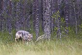 Grey Wolf feeding on carcass in forest - Finland