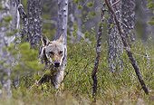 Grey Wolf out of forest - Finland