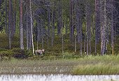 Grey Wolf beside water out of forest - Finland