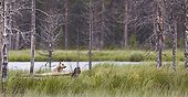 Grey Wolf in woodland wetlands - Finland