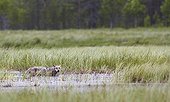 Grey Wolf walking on grassland in wetlands - Finland