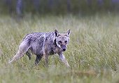Grey Wolf walking on grassland - Finland