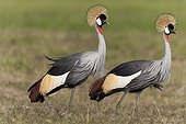 Crowned cranes at Amboseli NP - Kenya