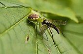 Crab spider with prey - Denmark