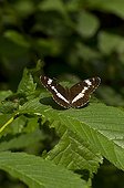 White Admiral on a leaf - Denmark
