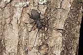 Longicorn Beetle on bark - France 