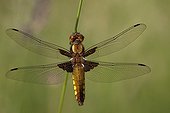 Eurasian Red Dragonfly on a stem - France