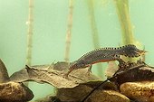Alpine newt male in breeding time in water - France 