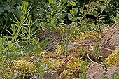 Green lizard in vegetation - France