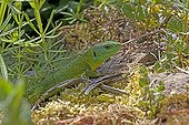Green lizard in vegetation - France