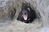 Tasmanian Devil in his burrow - Tasmania Australia 