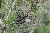 Larves de Diprion du pin sylvestre sur rameau de Pin -France