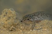 Alpine newt eating frog eggs - France