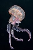 Méduse pélagie  - Méditerrannée Baléares