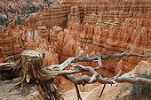 Stump and roots before Hoodoos - Bryce Canyon Utah 