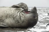 Southern Elephant Seal pup yawning - Livingston Island