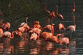 American Flamingos resting in the water - France 