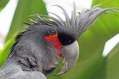 Portrait of Palm Cockatoo - Bali Indonesia
