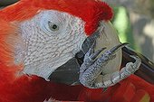 Portrait of Scarlet Macaw grooming - Bali Indonesia