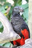 Pesquet's parrot on a branch - Bali Indonesia