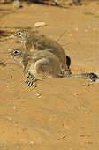 South African Ground Squirrels - Kalahari Desert  Kgalagadi