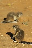 South African Ground Squirrels - Kalahari Desert  Kgalagadi