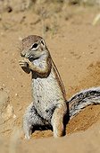 South African Ground Squirrel eating - Kalahari  Kgalagadi