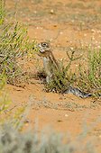 South African Ground Squirrel eating - Kgalagadi Kalahari