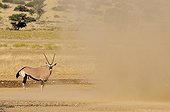 Oryx and sand tornado - Kgalagadi Kalahari Desert